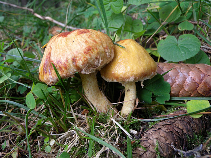 Per chi si vuol divertire!